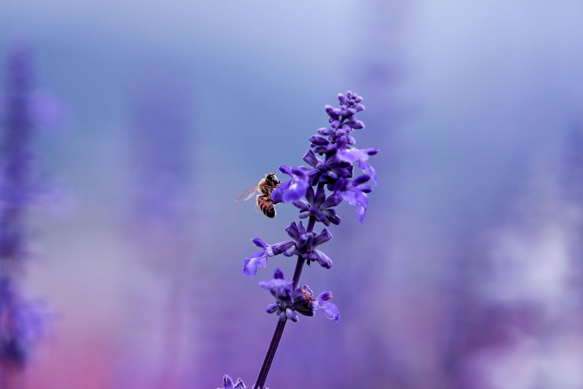 lavande fleur plante abeille insecte lilas violet mauve couleur clairière flou macro