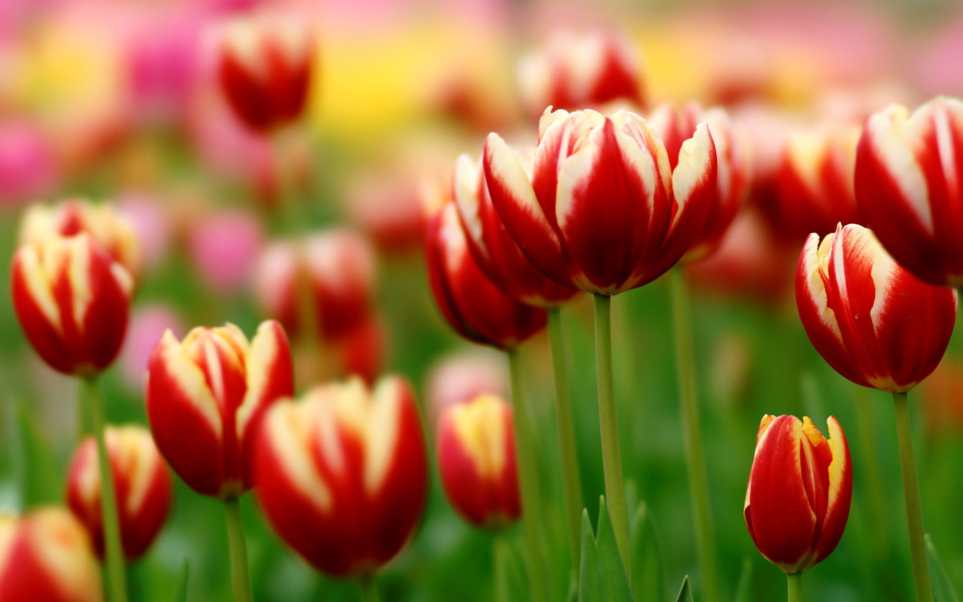 tulipany zieleń