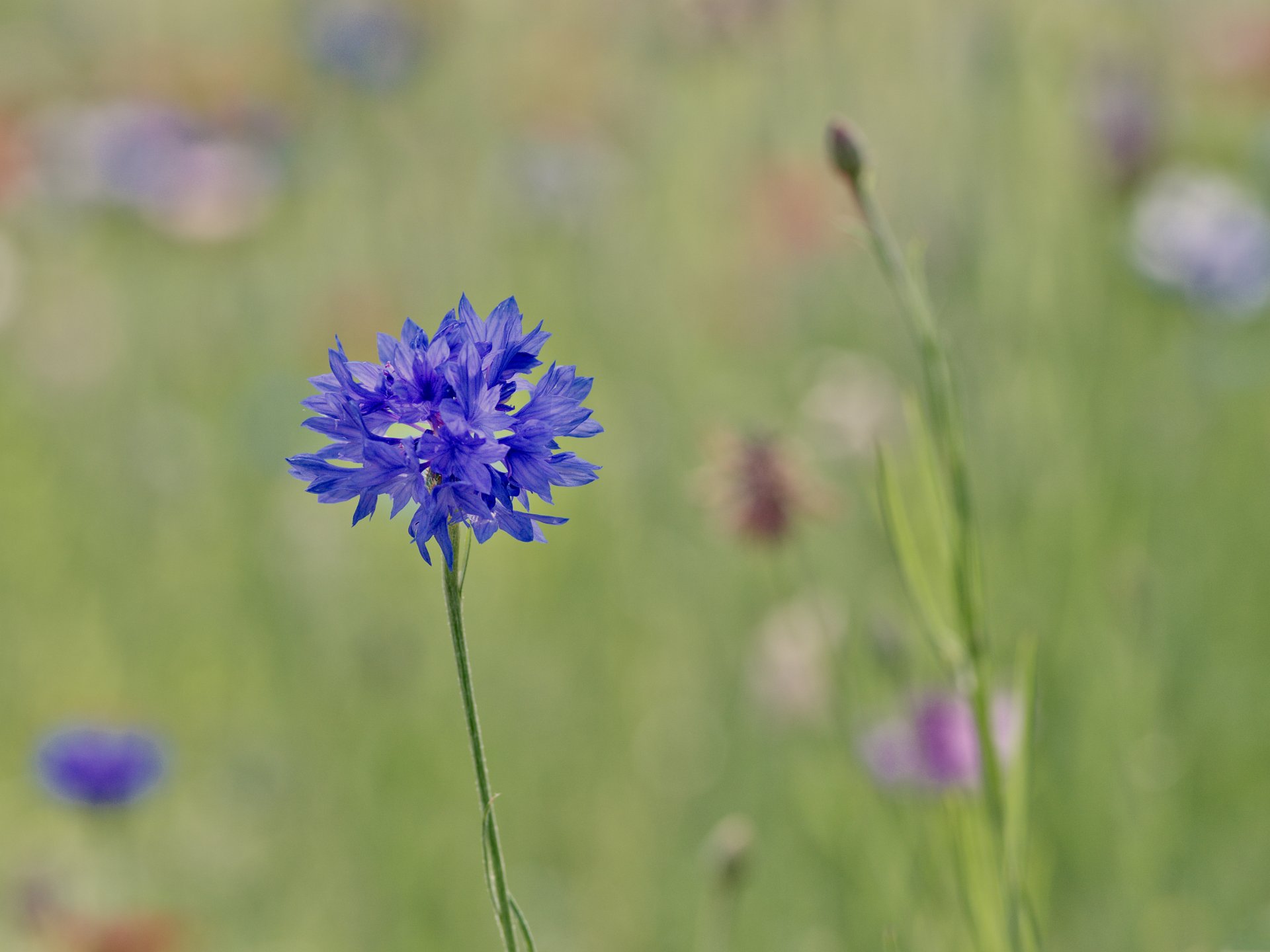 bleu macro flou mise au point