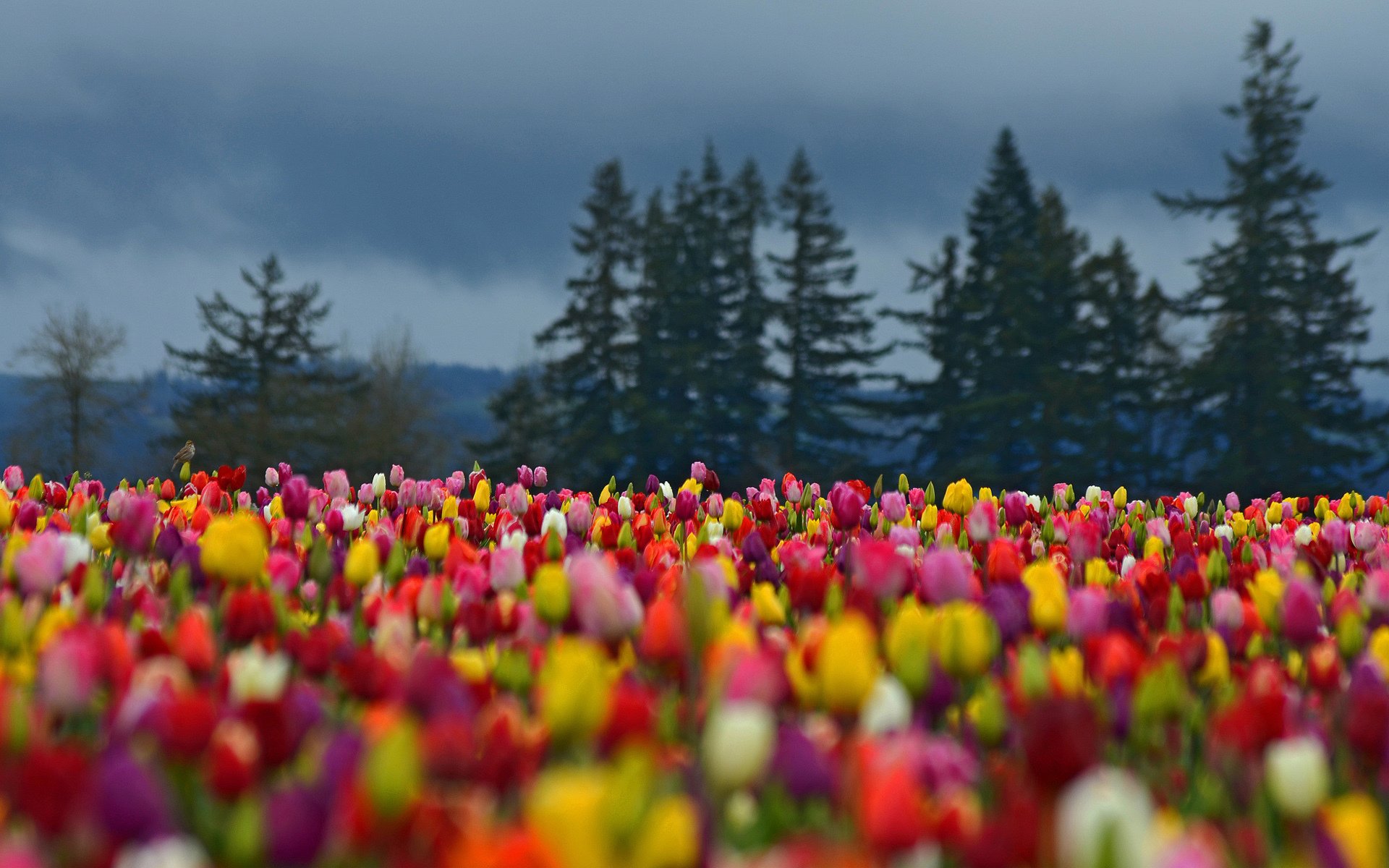 flores campo tulipanes de color bosque árboles abeto