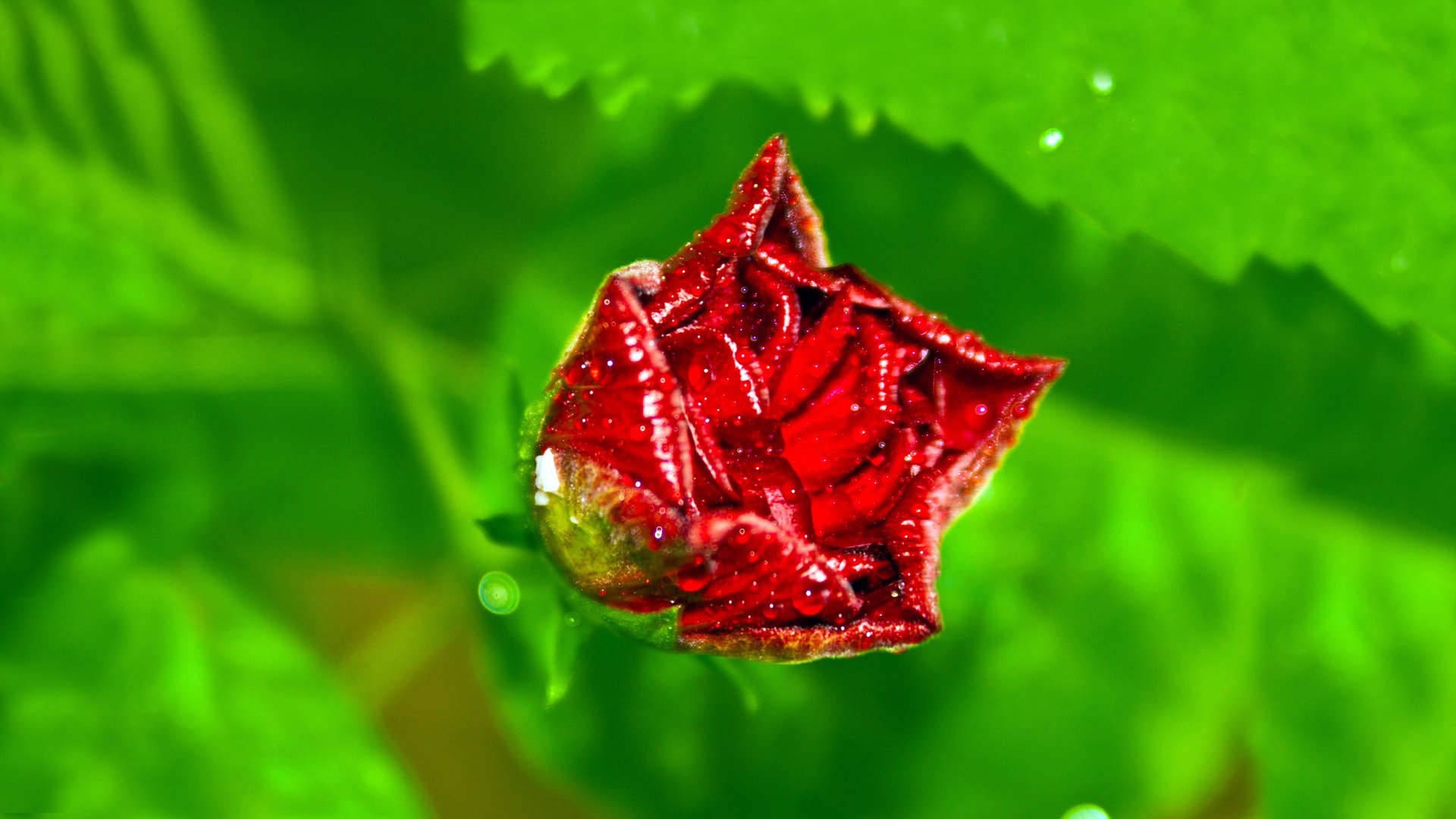 fondo rojo rosa pétalos gotas rocío macro