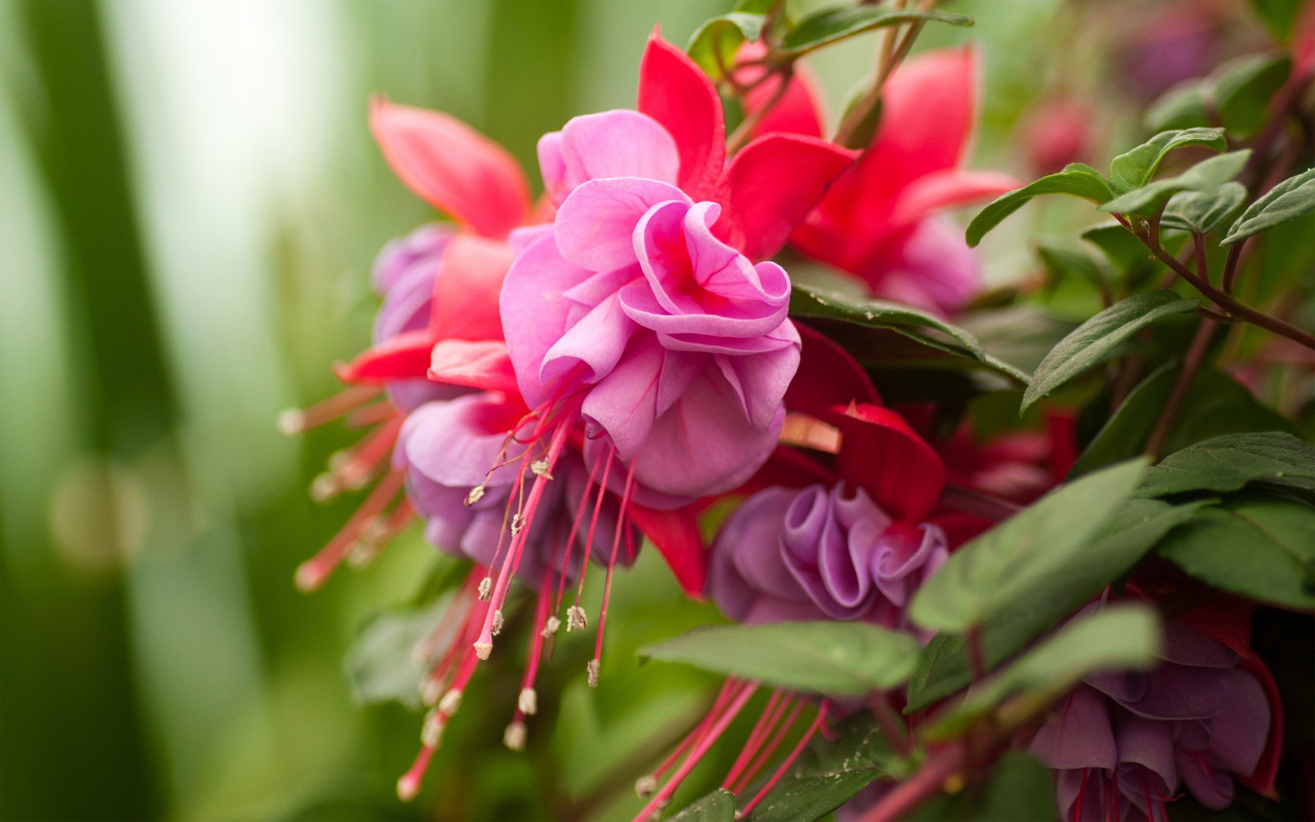 flores fucsia hojas rosa lila