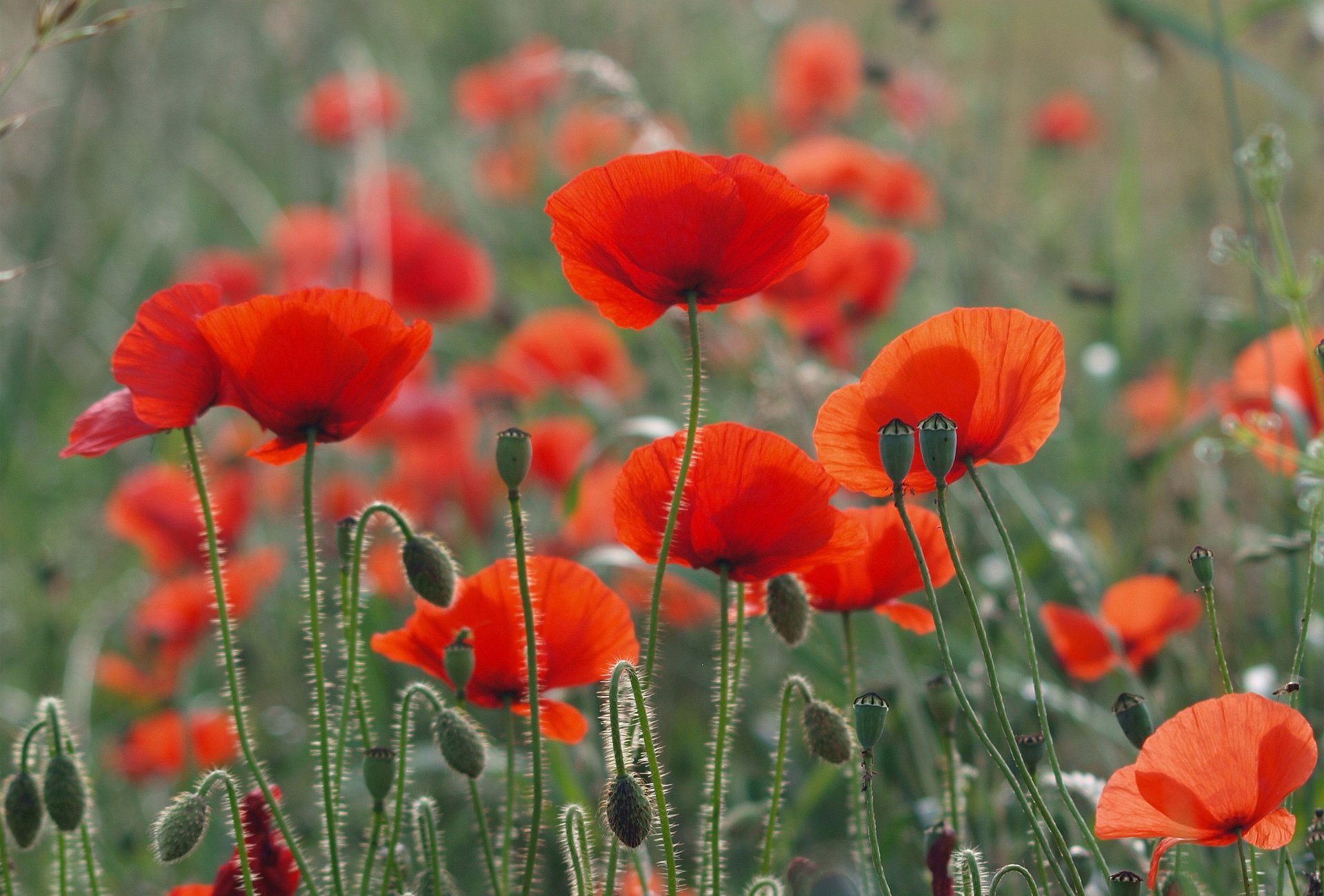 coquelicots rouge champ été nature