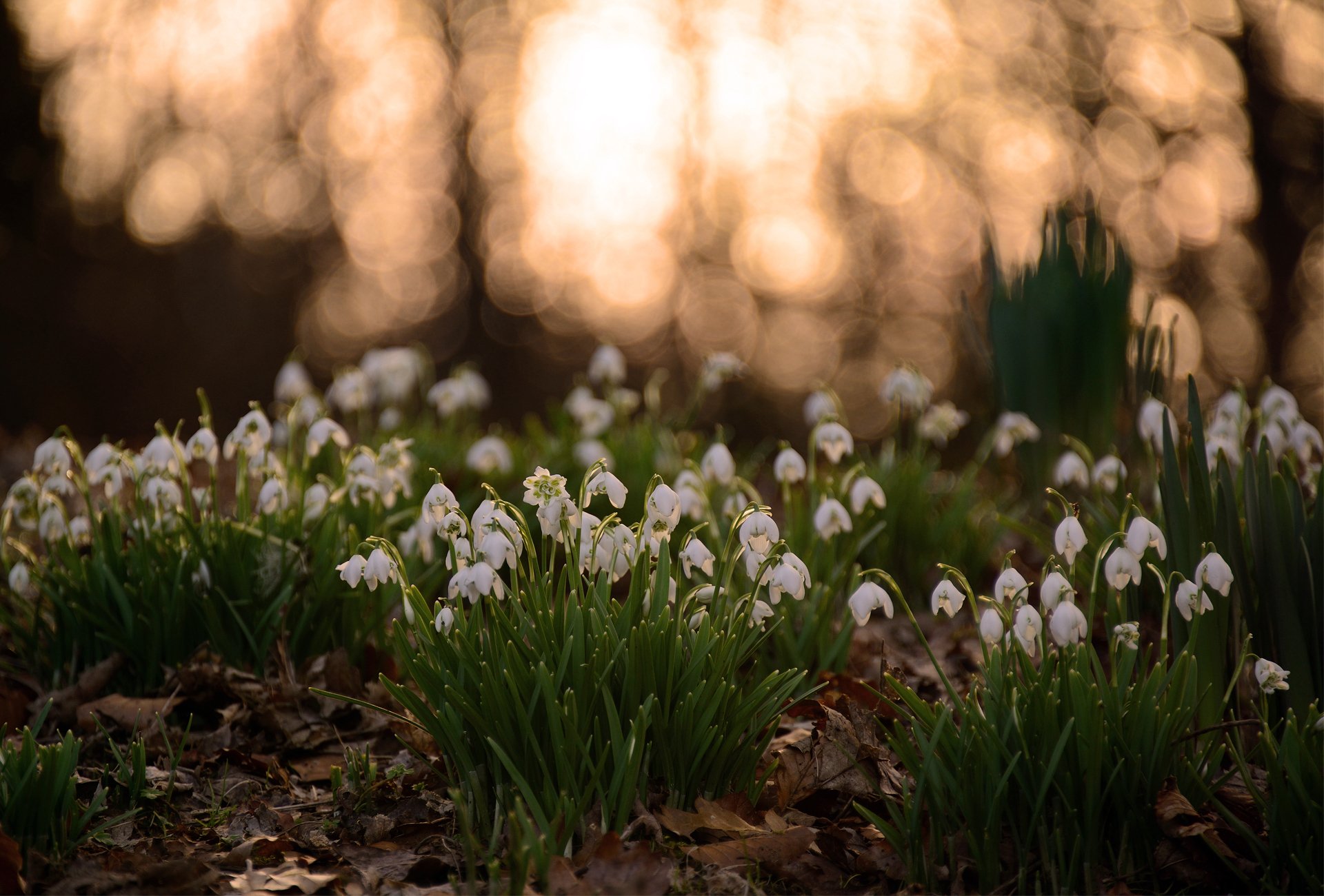 printemps perce-neige clairière blanc feuilles