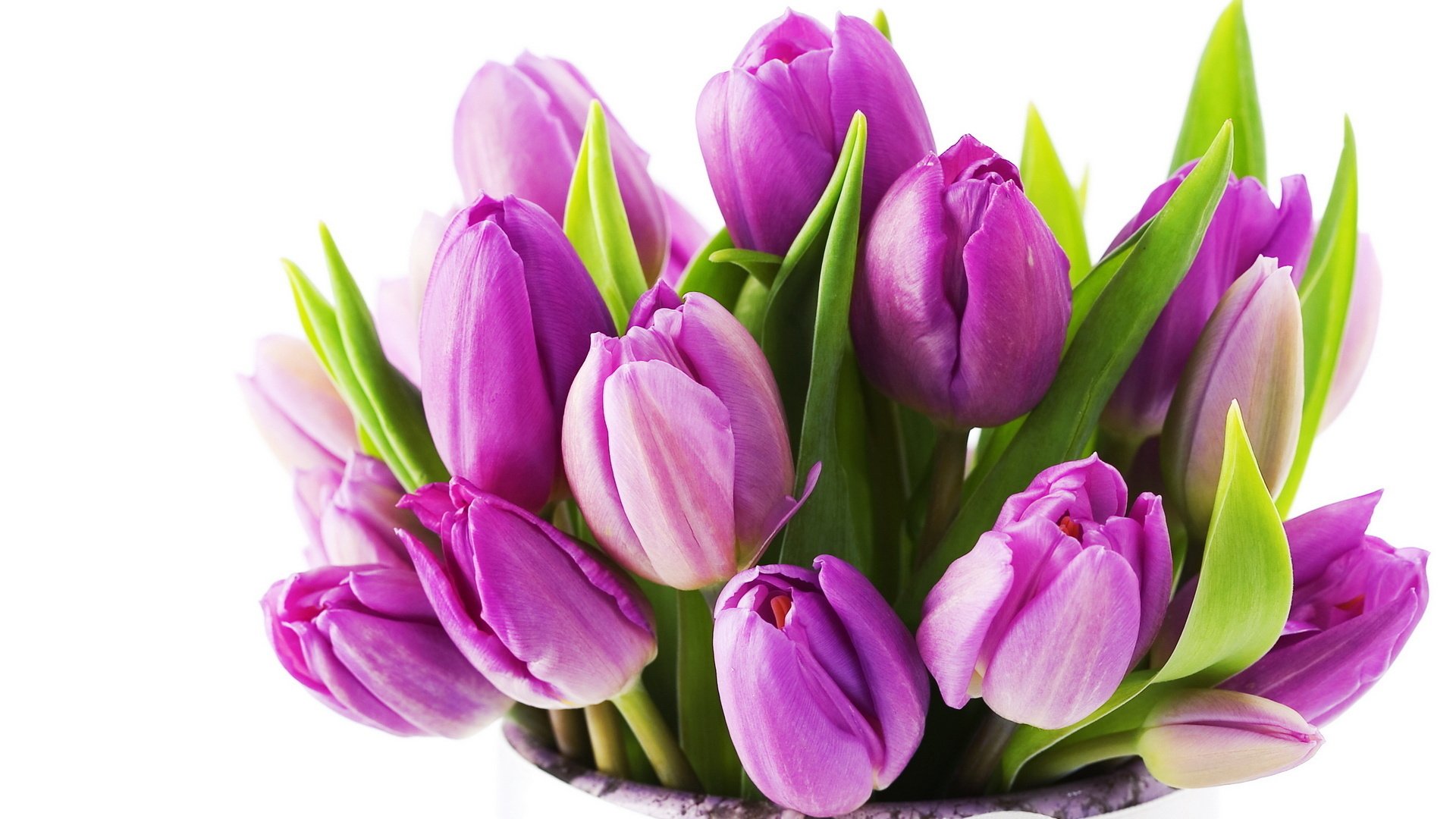 tulips lilac beautiful flowers flower bouquet spring nature