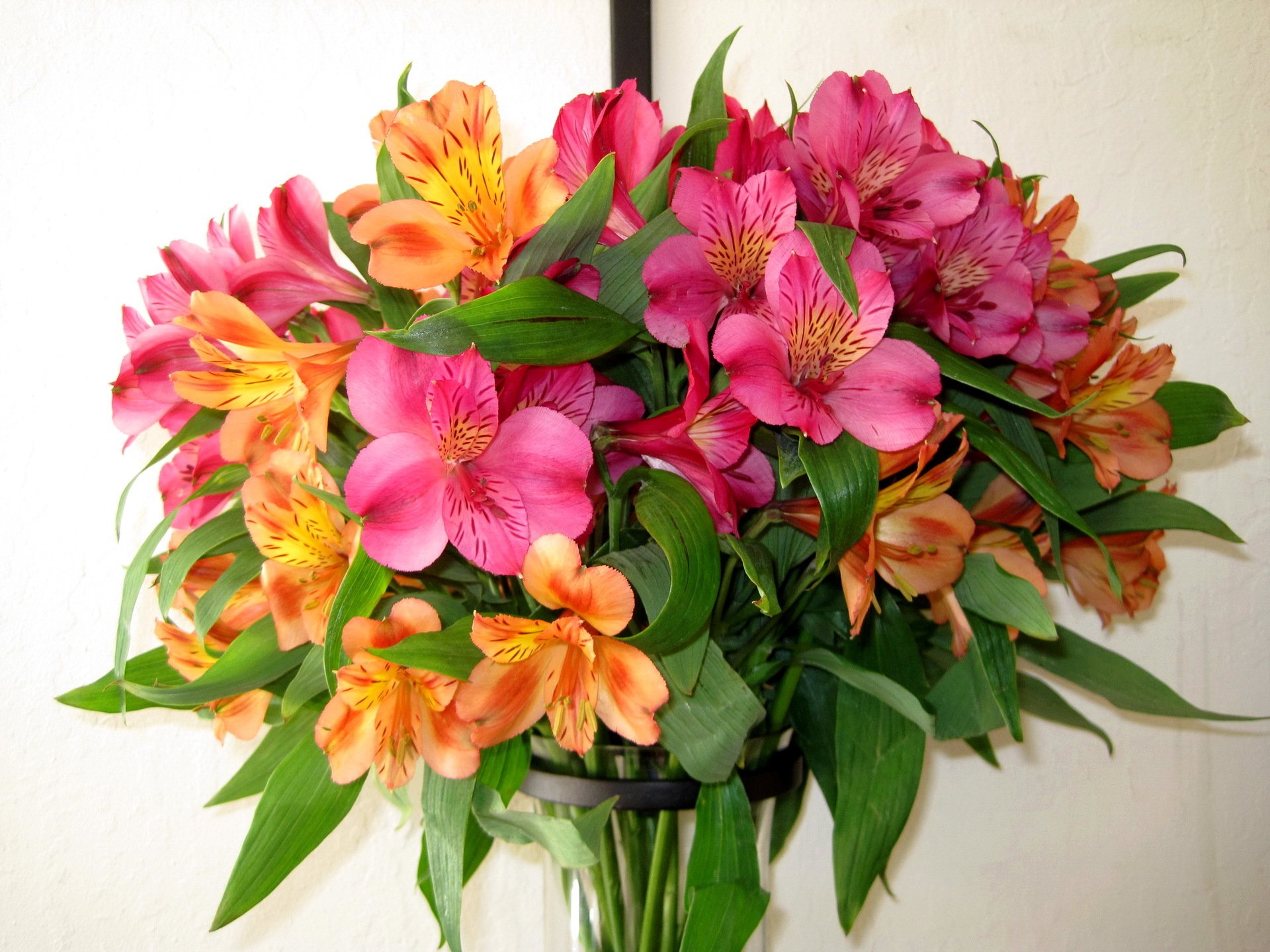 fleurs fleur bouquet nature alstremeria alstremeria