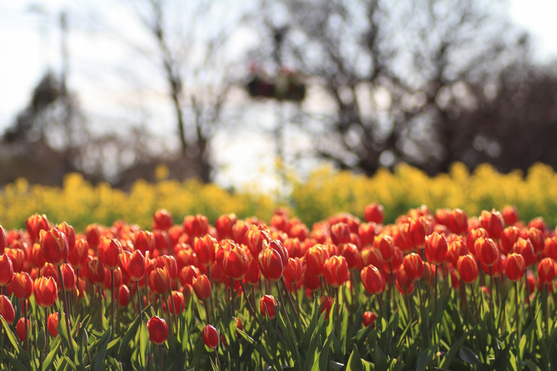 tulpen gelb rot blumen feld unschärfe