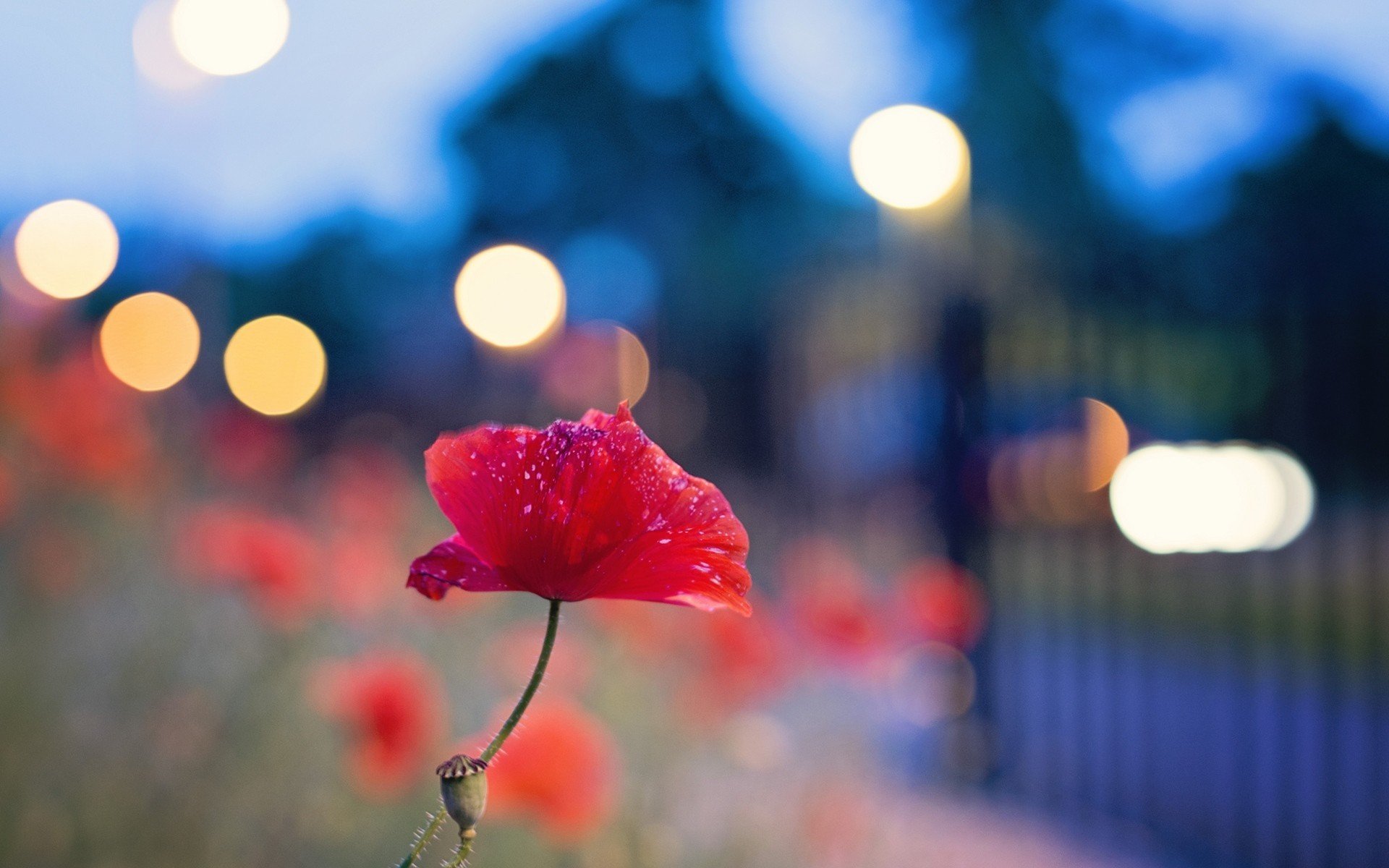 papavero fiore bokeh luci