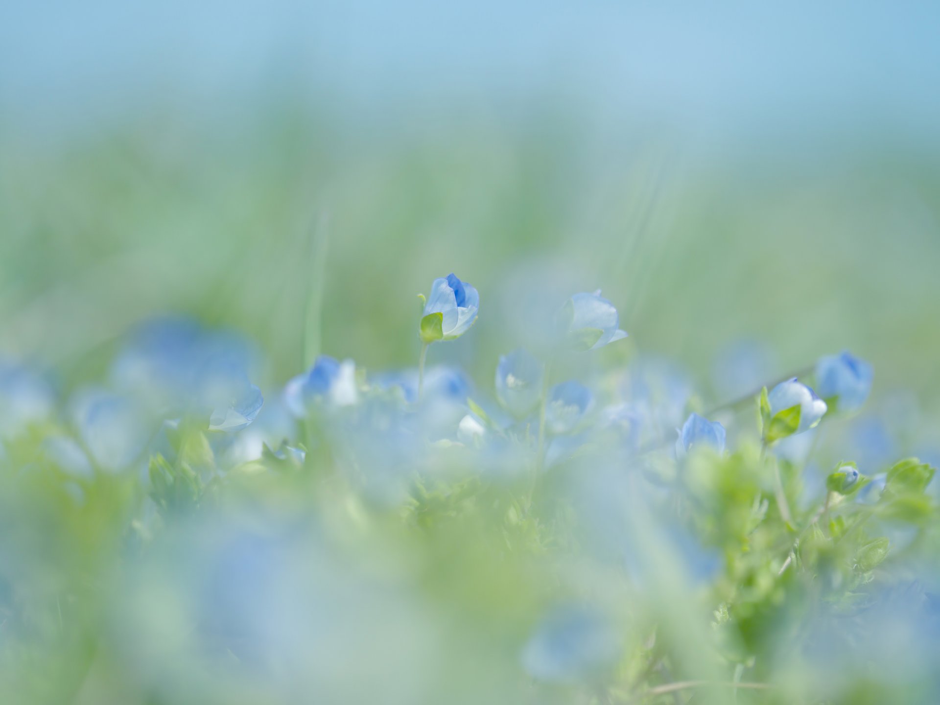 blumen blau frühling unschärfe sanft makro natur