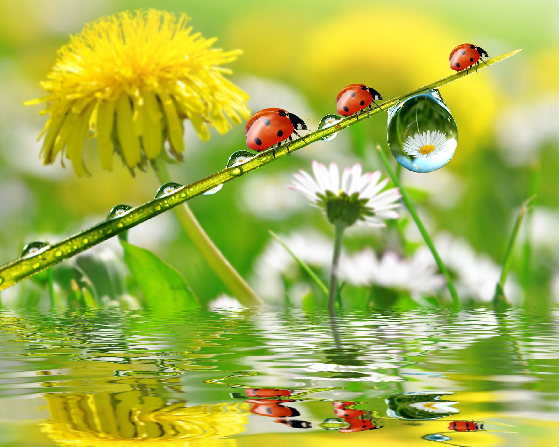 flower dandelion chamomile rosa drops reflection ladybug