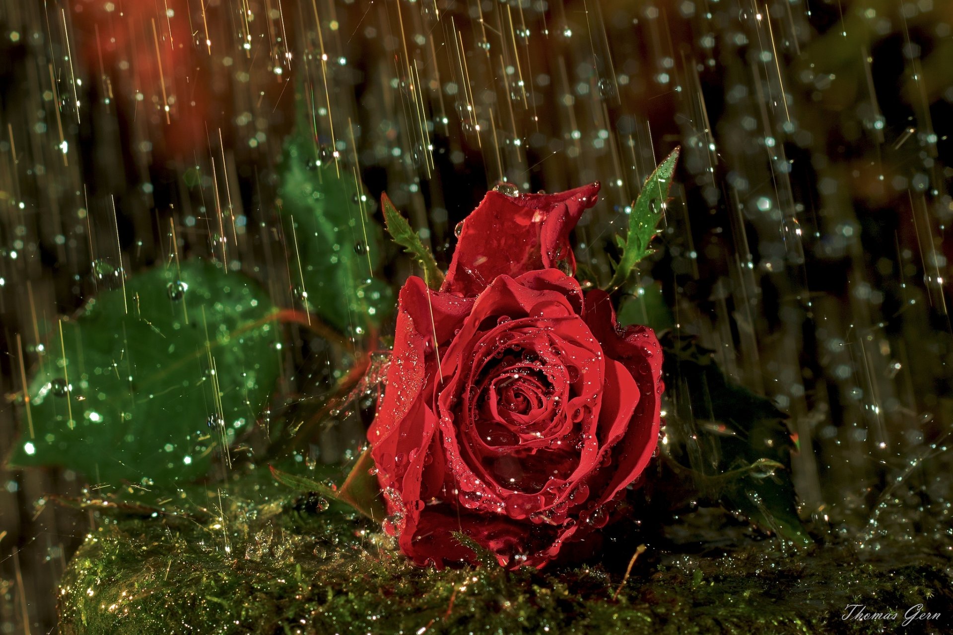 rose bud close up drops rain