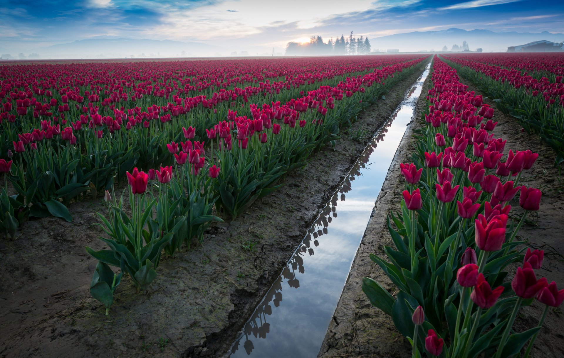 fiori tulipani campo cielo