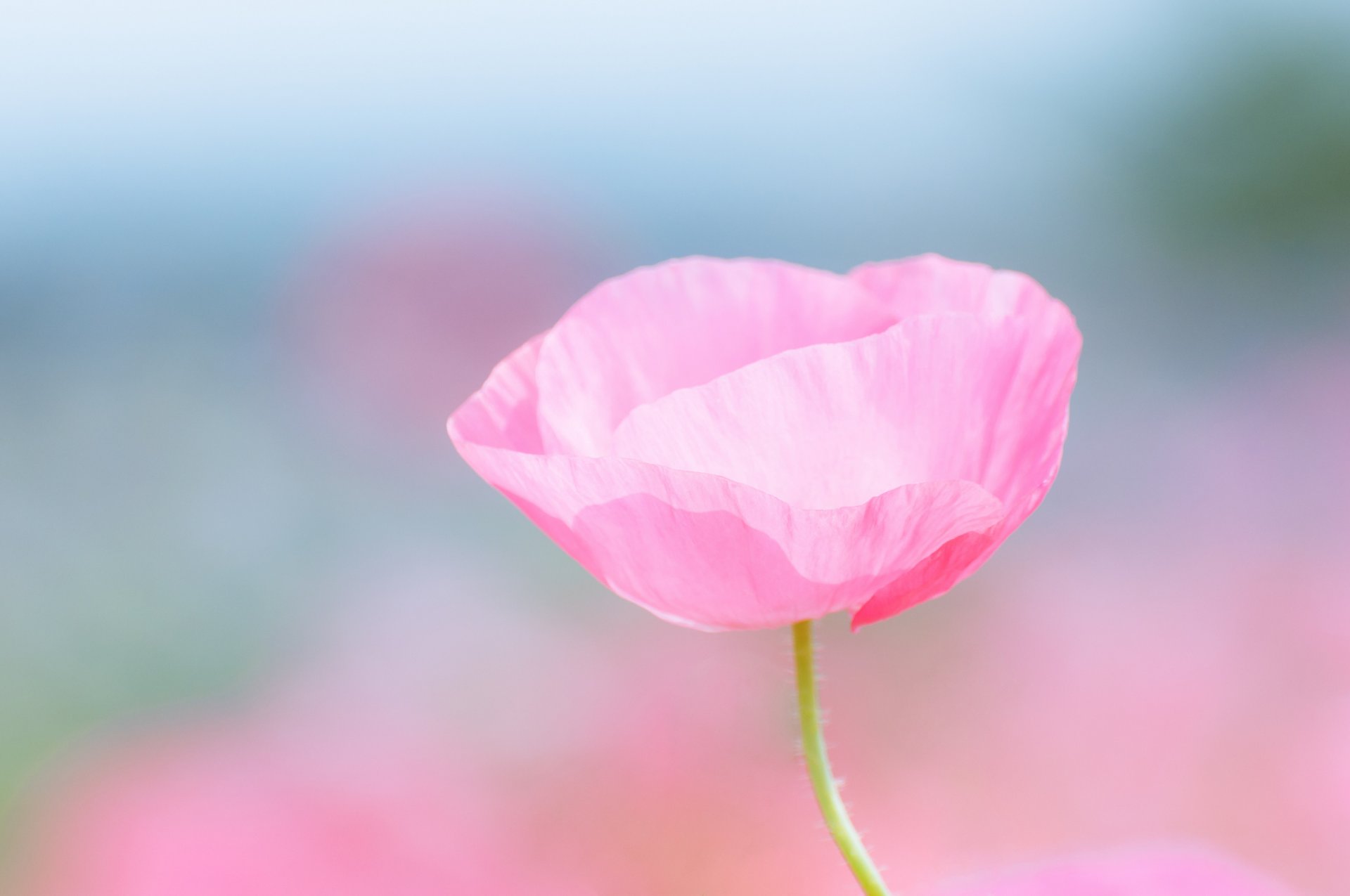 coquelicot rose fleur champ macro flou