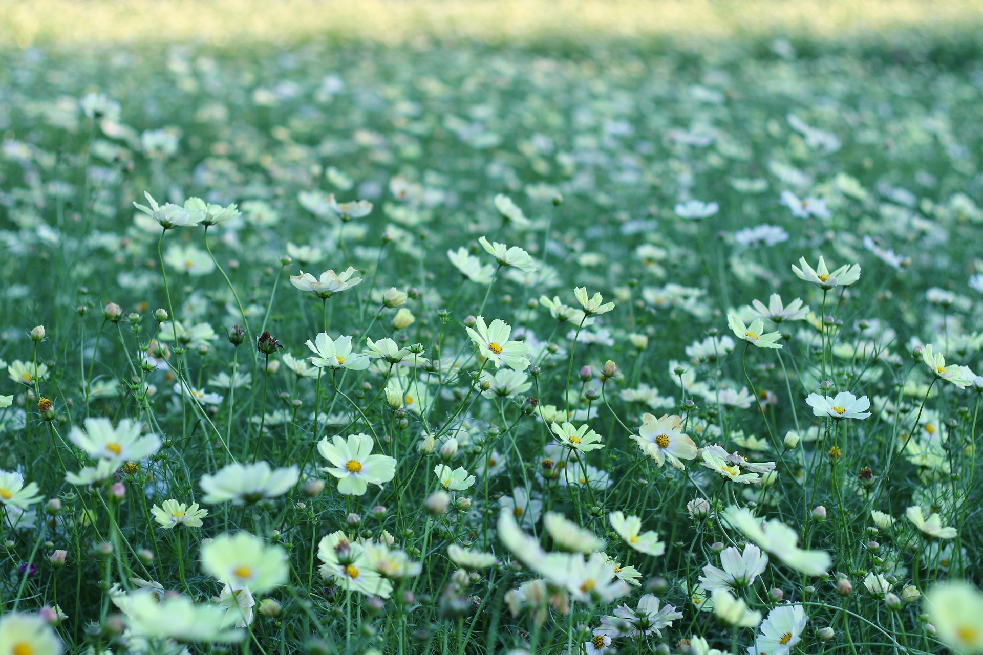 cosmea fleurs blanc pétales clairière champ verdure herbe été nature