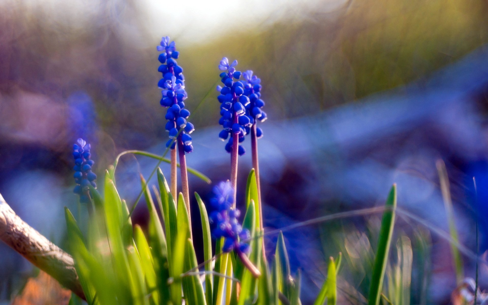 flores naturaleza muscari