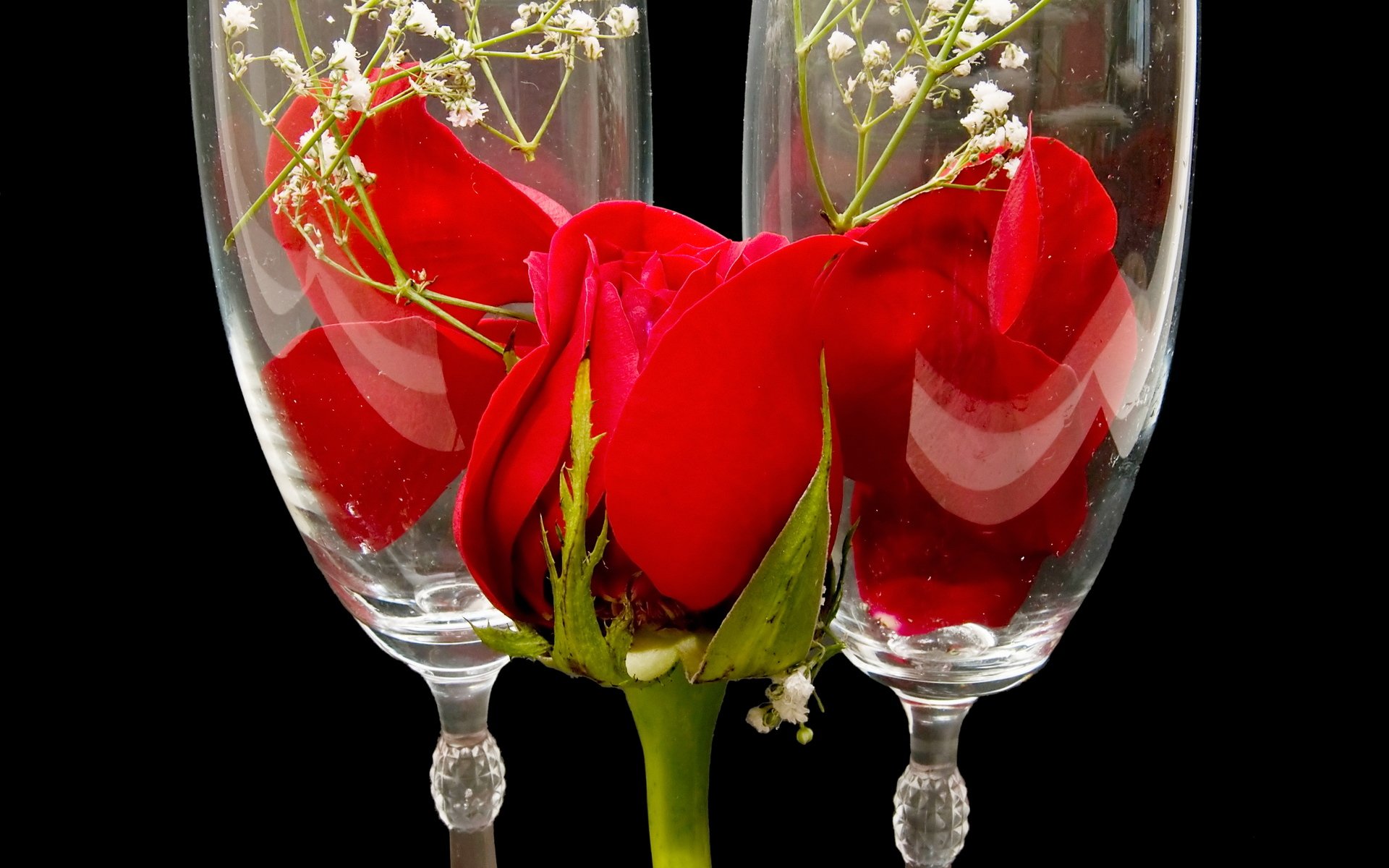 rose red glass flower bud petals flowers nature glasses red rose