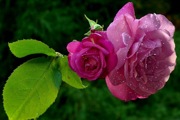 Dew drops on rose petals