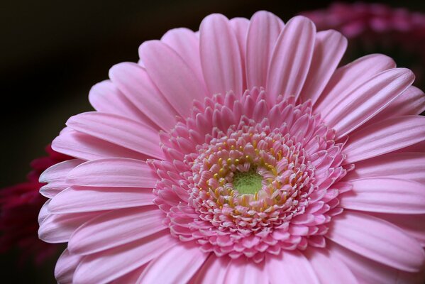 Sanft rosa Gerbera Nahaufnahme