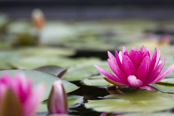 Water lily flowers on the pond