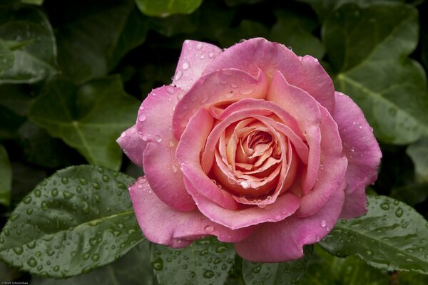 Tautropfen auf einer Rose