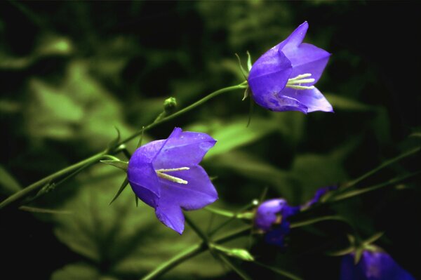 Fascino foresta blu campanule