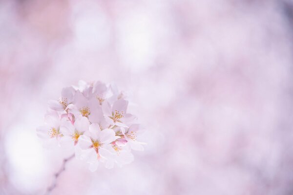 Pétalos de flores de Sakura rosa