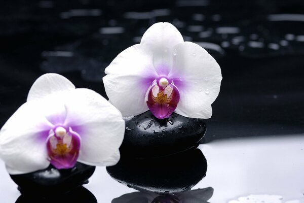 White orchid flowers on black smooth stones on a dark background