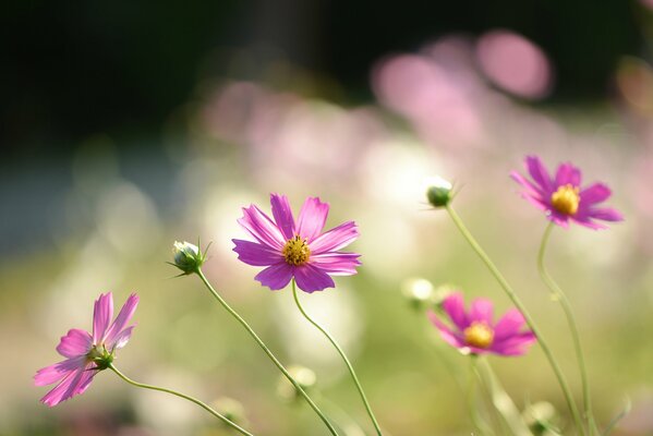 Fondos de pantalla con flores de color rosa