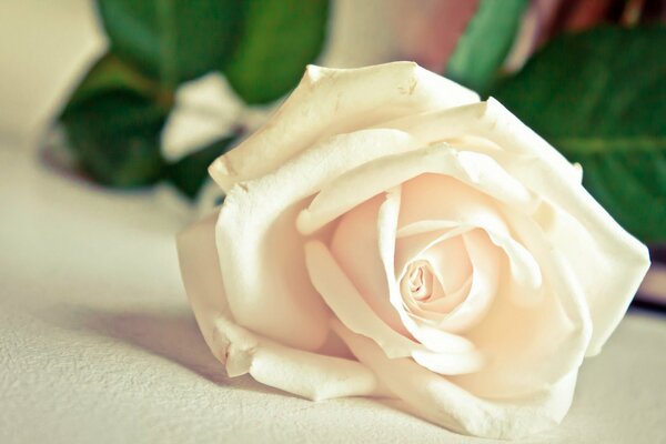 The flower is a rose with white petals. Macro