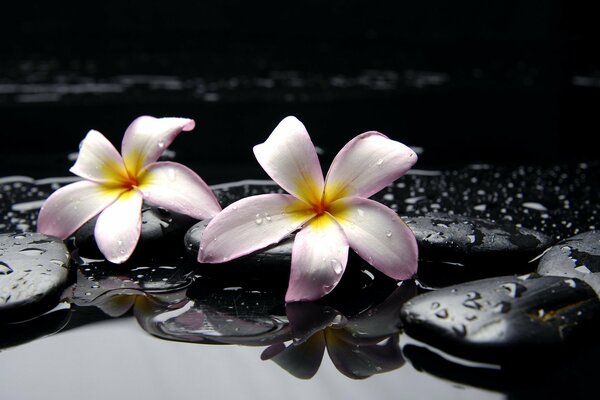 Fleurs de beauté étonnante à volonté avec des gouttes de pluie sur fond sombre