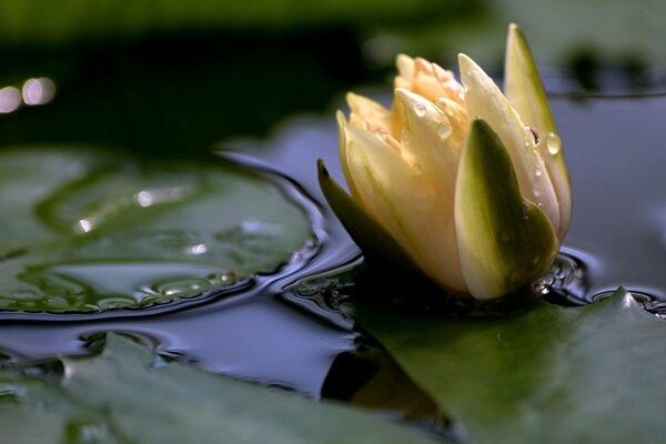 White lily on a large leaf on the surface of the water