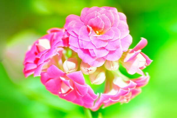 Rosa Kalanchoe auf grünem Hintergrund