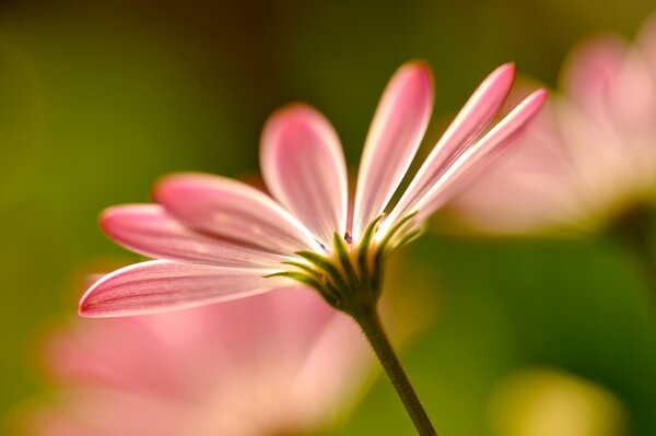 Pink flower on a green background