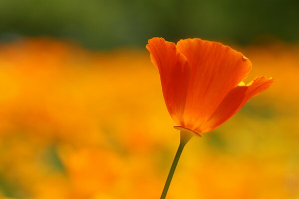 Amapola roja en un campo naranja