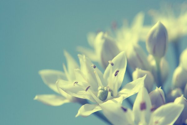 Weiße Blumen im Hintergrund. Makro