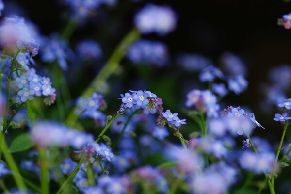 Forget-me-nots blue wildflowers