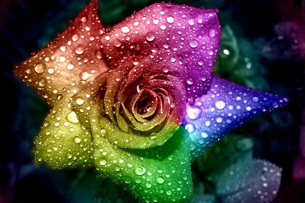 Multicolored rose in water drops