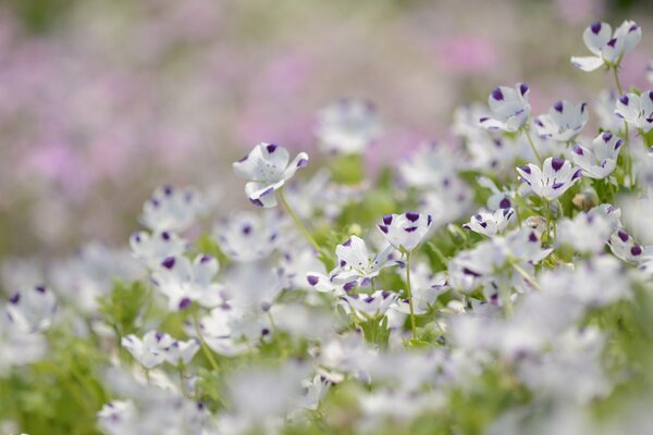 Delicate white-purple flowers, nature