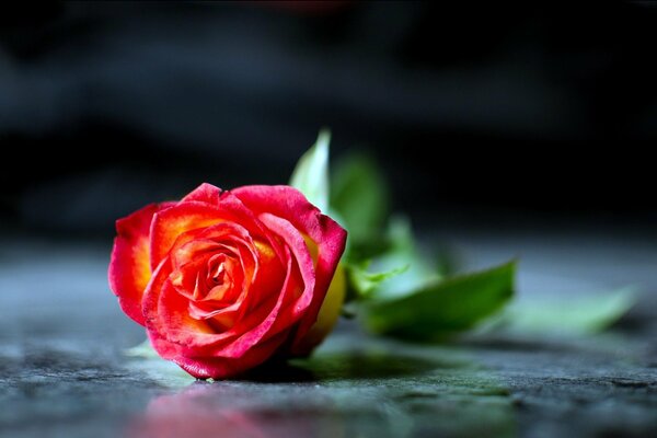 Rose sur le marbre froid de l Obélisque