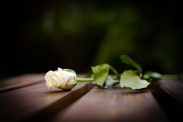 A white rose is lying on wooden boards