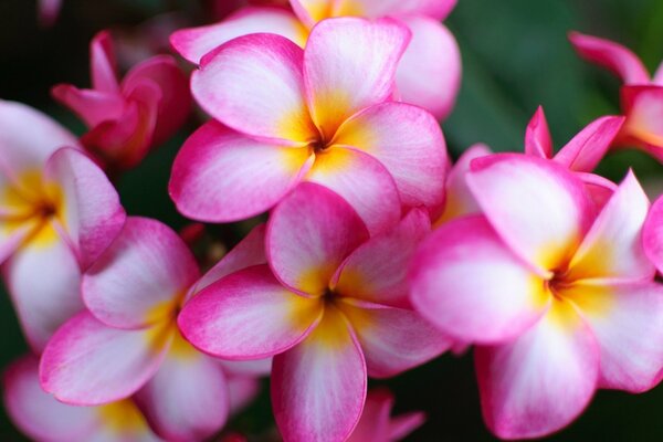 Fiori di plumeria bianco-rosa