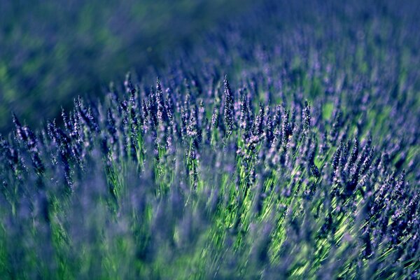 Foto di un campo di lavanda lilla Micro