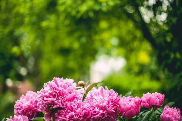 Pink peony petals in the forest