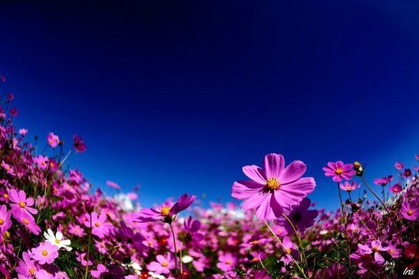 Pink cosmea on the background of the summer sky