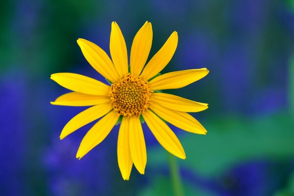 Pétales délicats d une fleur jaune