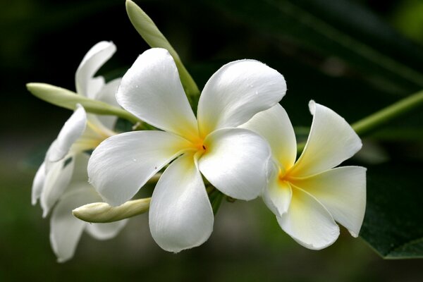 Flores de Plumeria blanca-amarilla