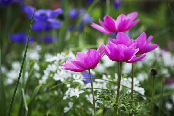 Flores con pétalos de rosa sobre un fondo de flores blancas y azules