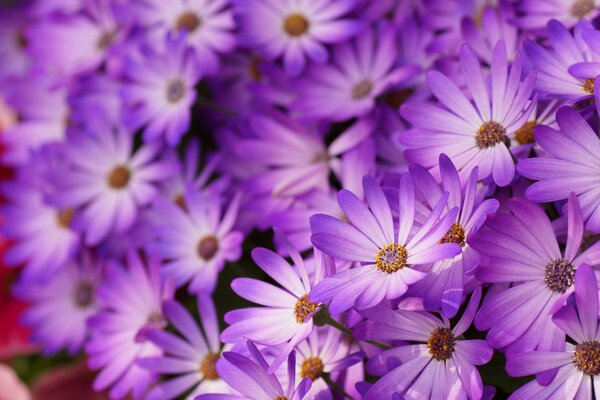 Prise de vue macro de marguerites lilas