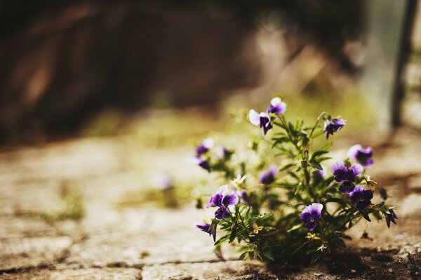 Fleurs dans la rue. Romance