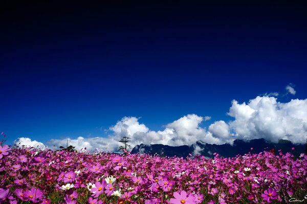 Un campo de flores de rosa Cosme bajo las nubes